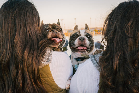 Comment calmer les démangeaisons de mon chien ?