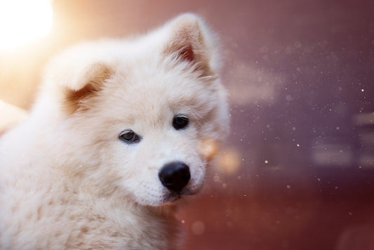 Comment nettoyer les oreilles de son chien naturellement ?