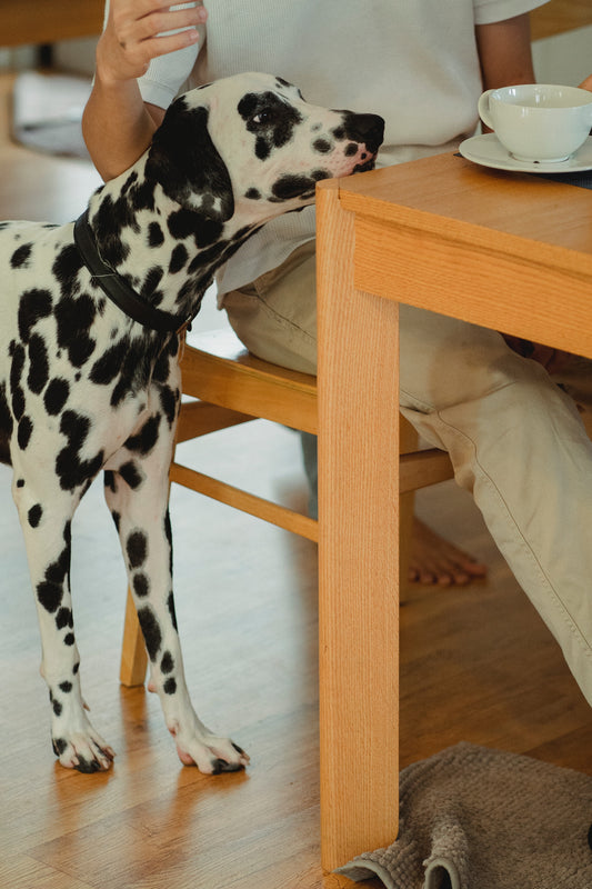 L’éducation canine : 2 écoles !