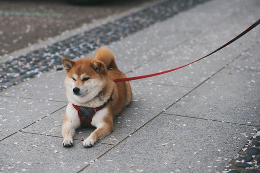 Qu'est-ce que la mue chez le chien ?