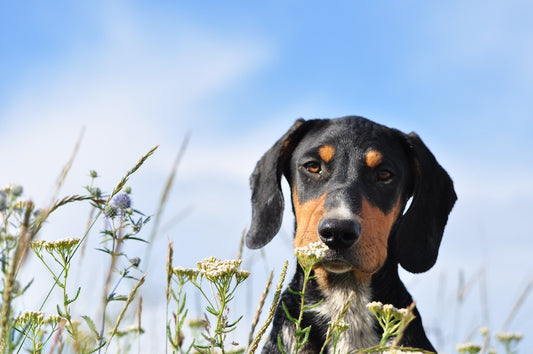 naturopathie animaux