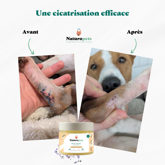 Baume réparateur pour chien, avant et après