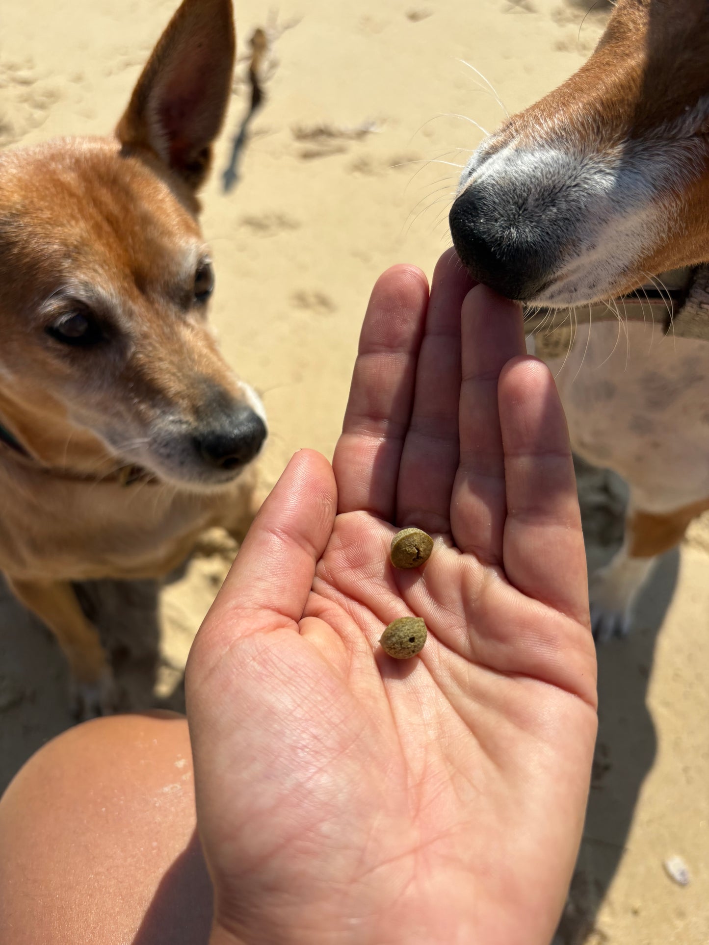 Friandises artisanales pour chien à la spiruline, carotte et poire
