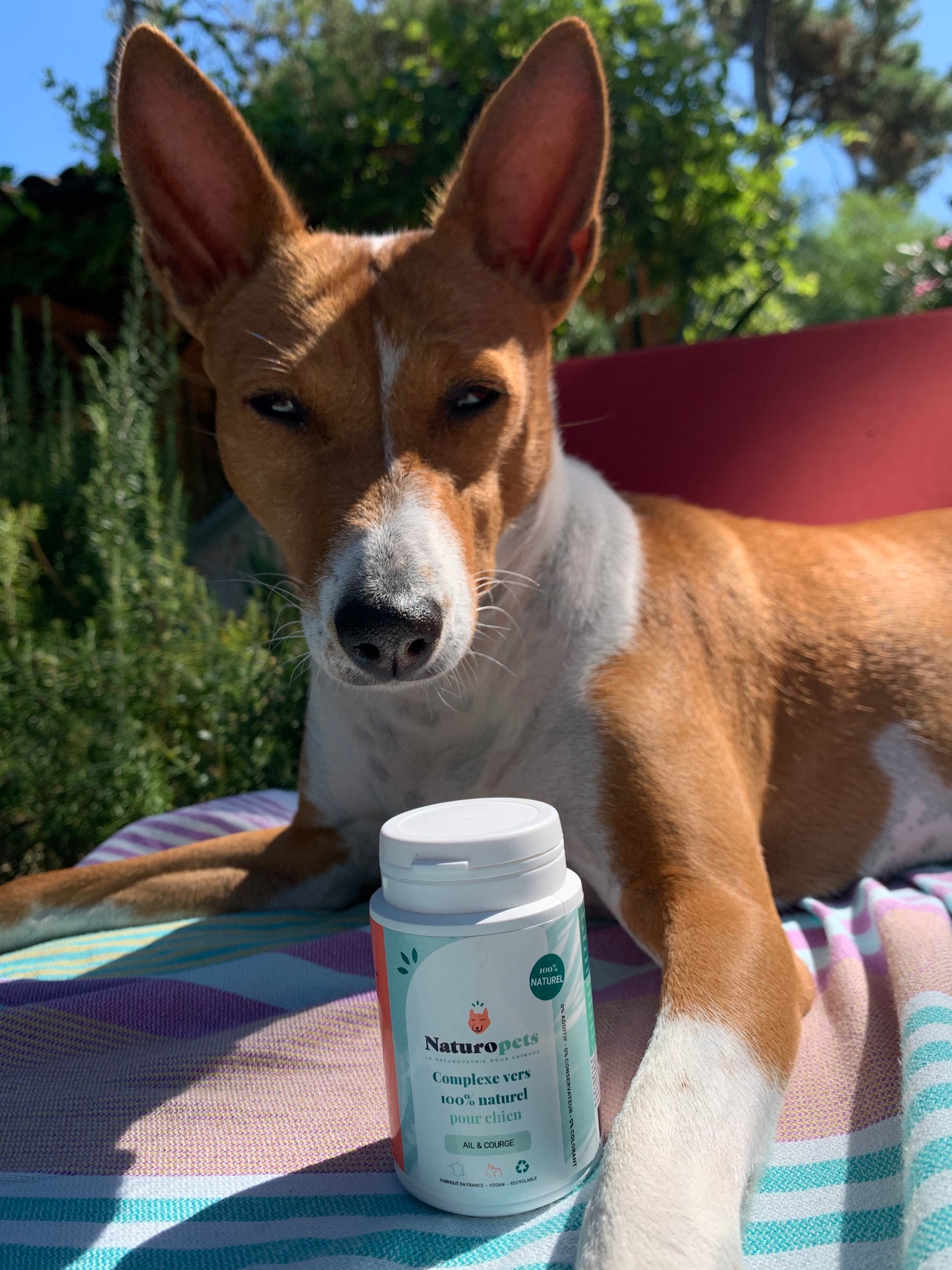 vermifuge naturel chien