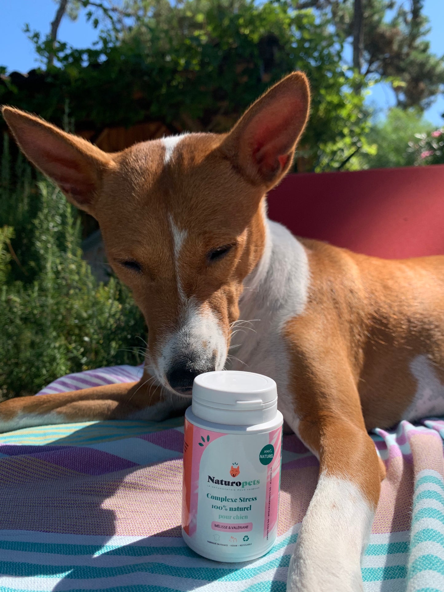 complexe stress chien