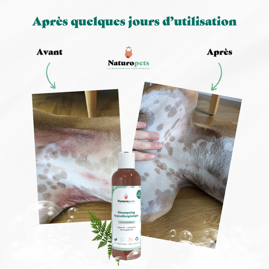 Shampoing Hypoallergénique naturel chien efficacité