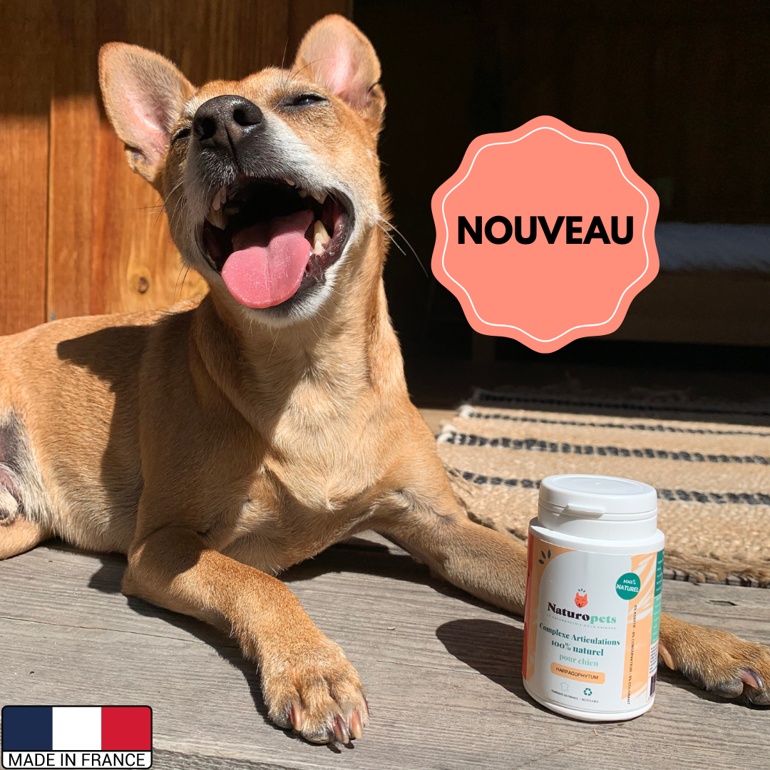 arthrose chien