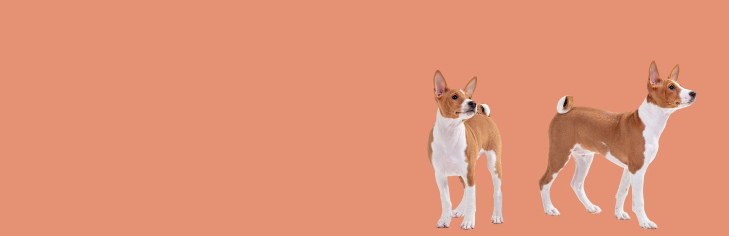 naturopets wallpaper