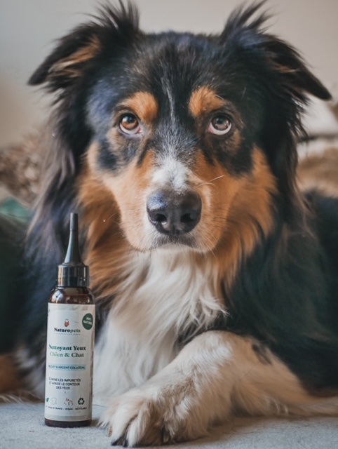 lotion yeux chien et chat
