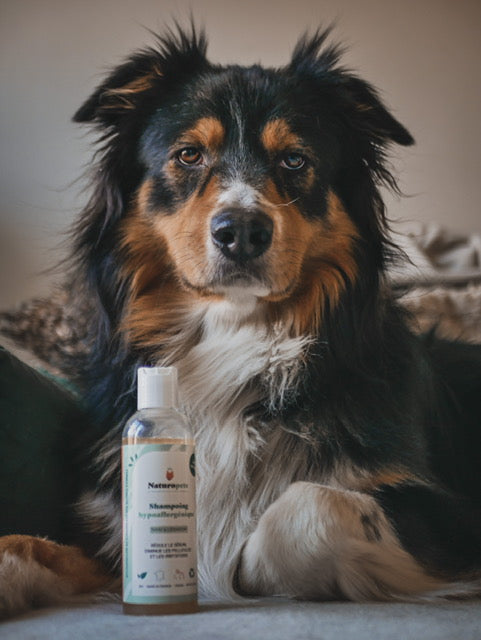 Shampoing hypoallergénique BIO - Chien & Chat