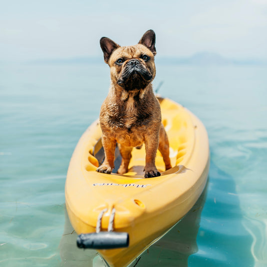 Comment protéger son chien des moustiques 🦟