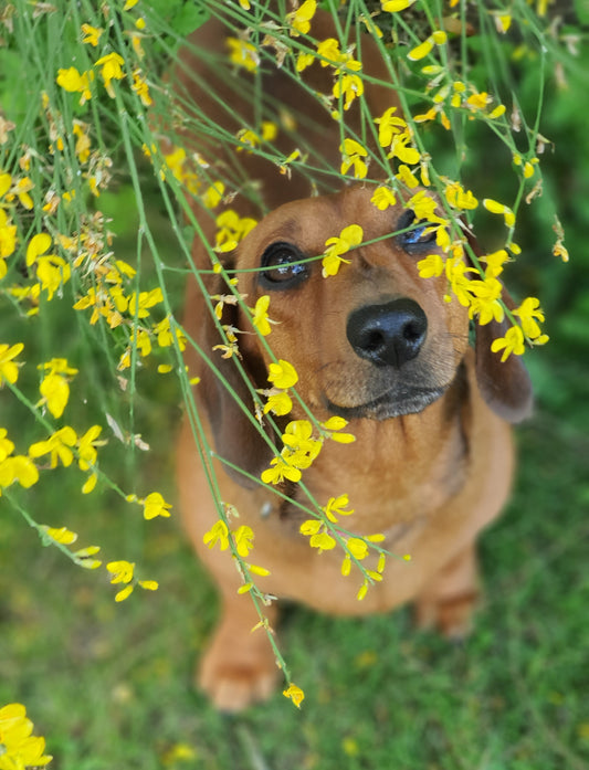 10 choses à savoir avant d’adopter un chien 🐶