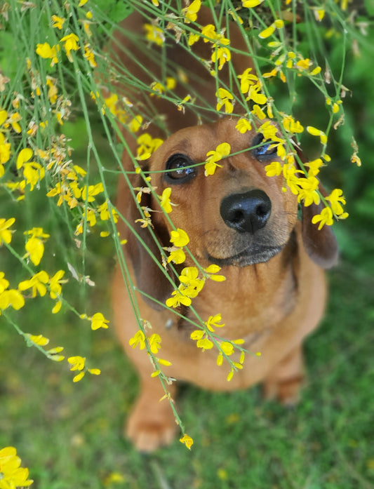 10 choses à savoir absolument avant d’adopter un chien
