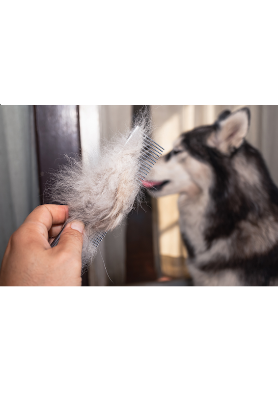 Bourres de poils chez le chien : causes et solutions naturelles