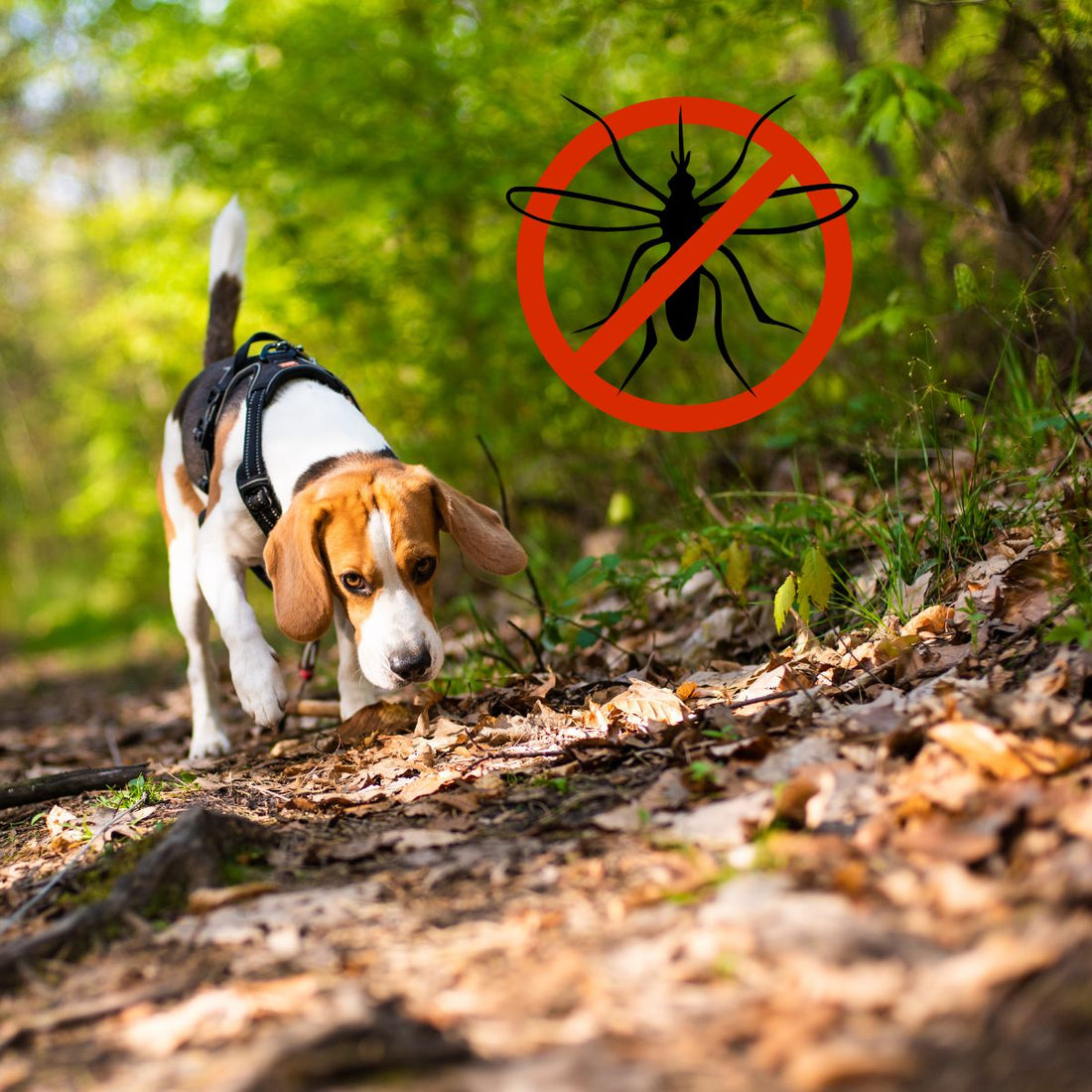 Comment protéger son chien des moustiques