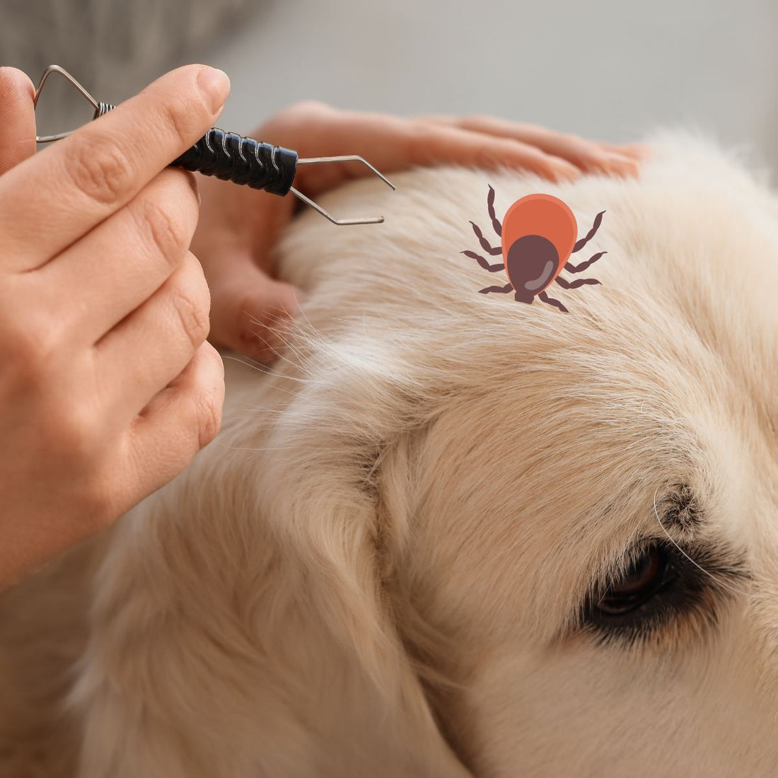 Mon chien a une tique, que faire ?