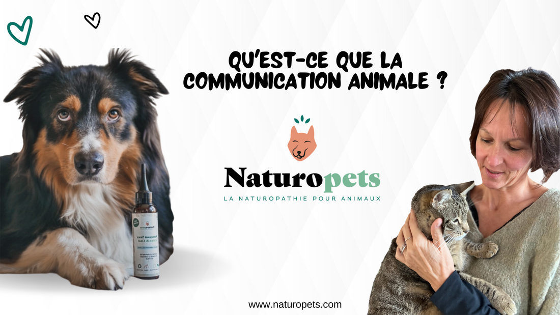 communication animale