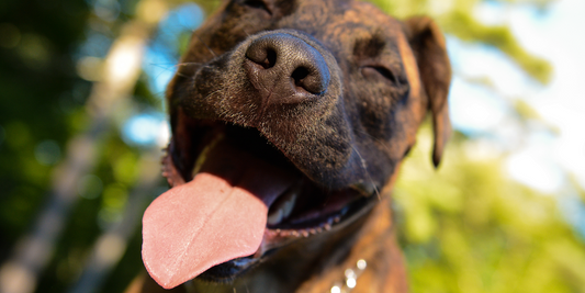 Nouveau : Le Baume Réparateur pour Chien !