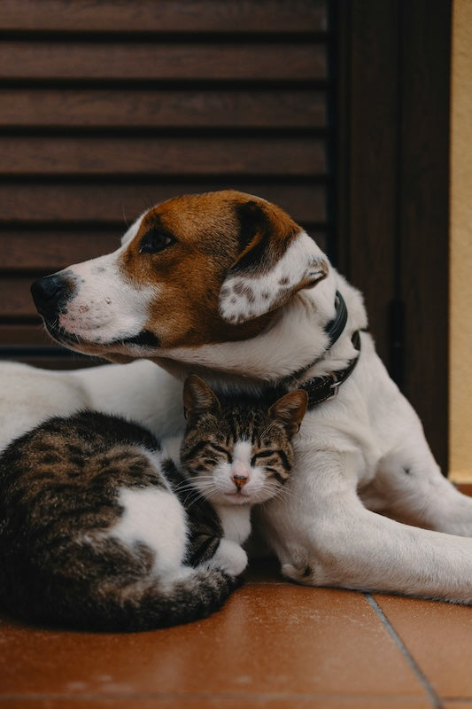 Compléments alimentaires pour chiens et chats : à quel moment en donner ?