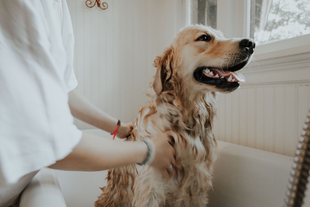 Faut-il laver son chien régulièrement ?  💦