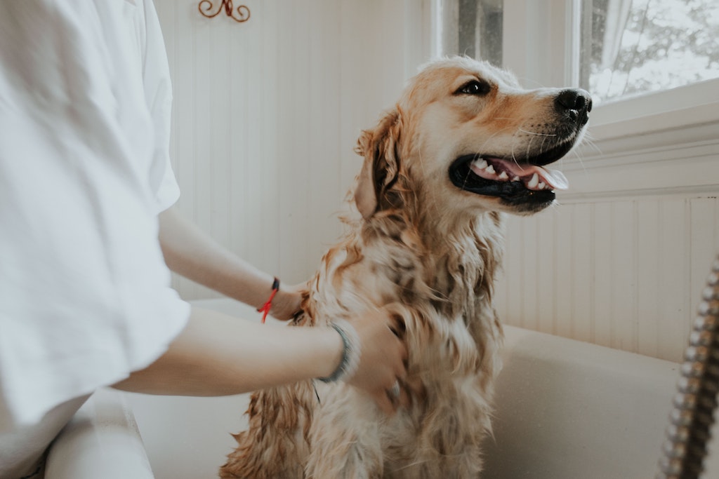 Faut-il laver son chien régulièrement ?