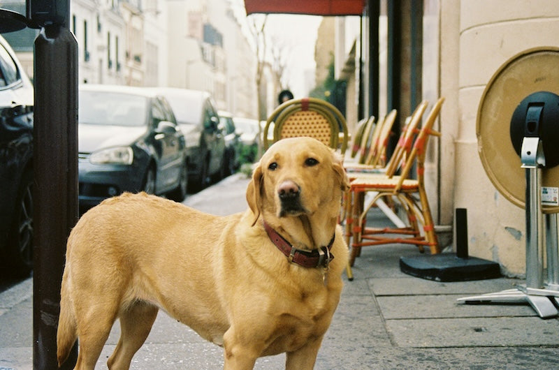 5 lieux dog-friendly à Paris