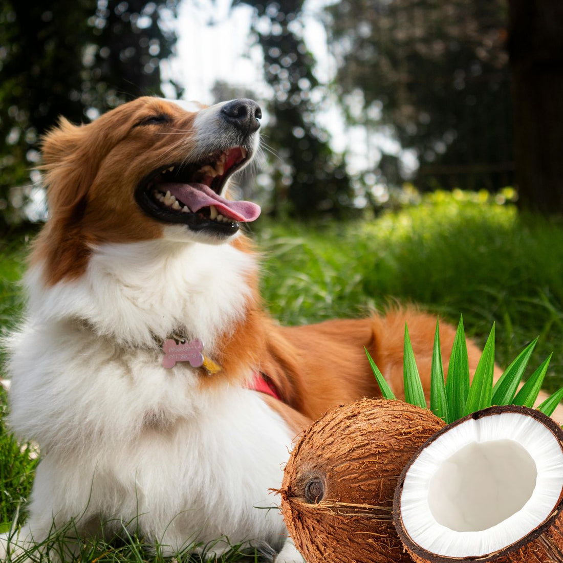 bienfaits huile de coco chien