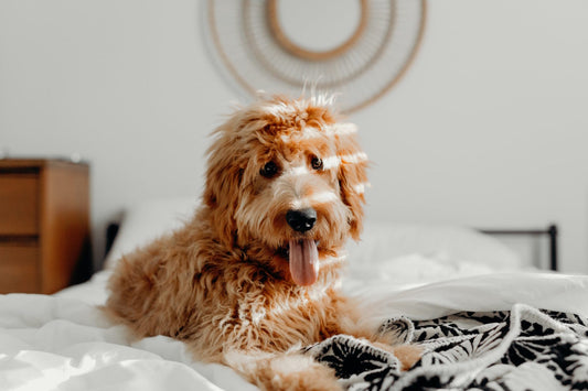 5 ingrédients chimiques à éviter pour votre chien