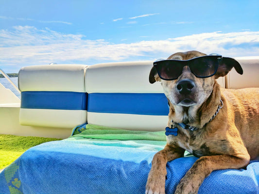 Trouver un hébergement dog-friendly pour partir avec son chien