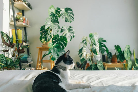 Plantes d'intérieur toxiques pour les chiens et chats