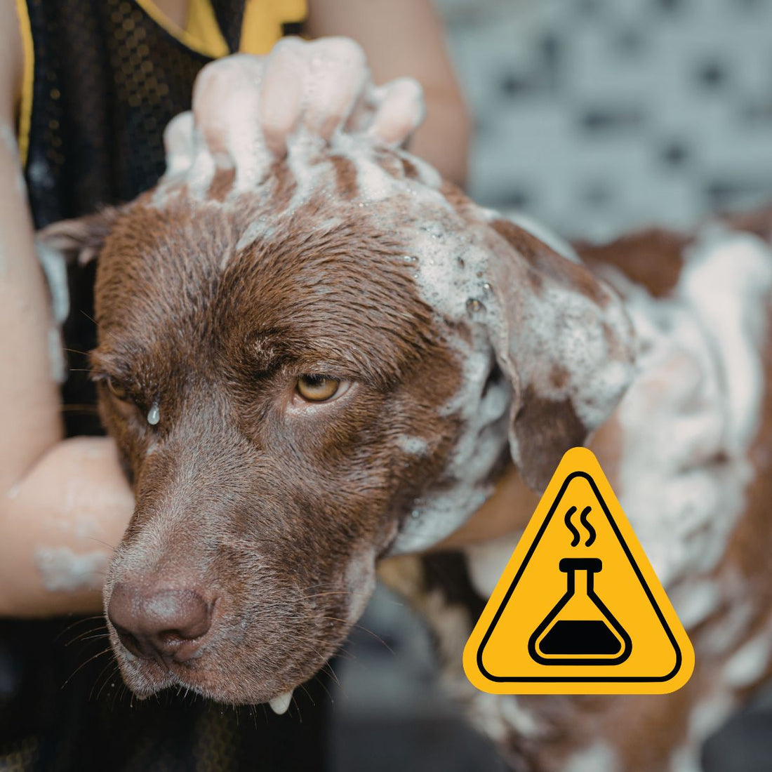 5 ingrédients chimiques à éviter pour votre chien