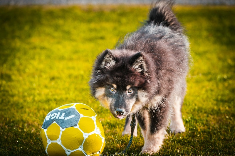 Les bienfaits de la spiruline pour les chiens