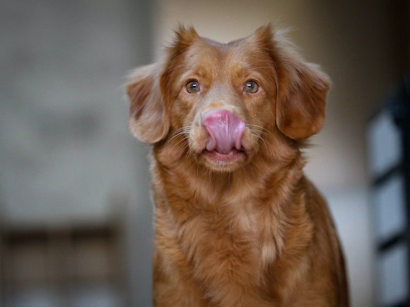 mauvaise haleine chien