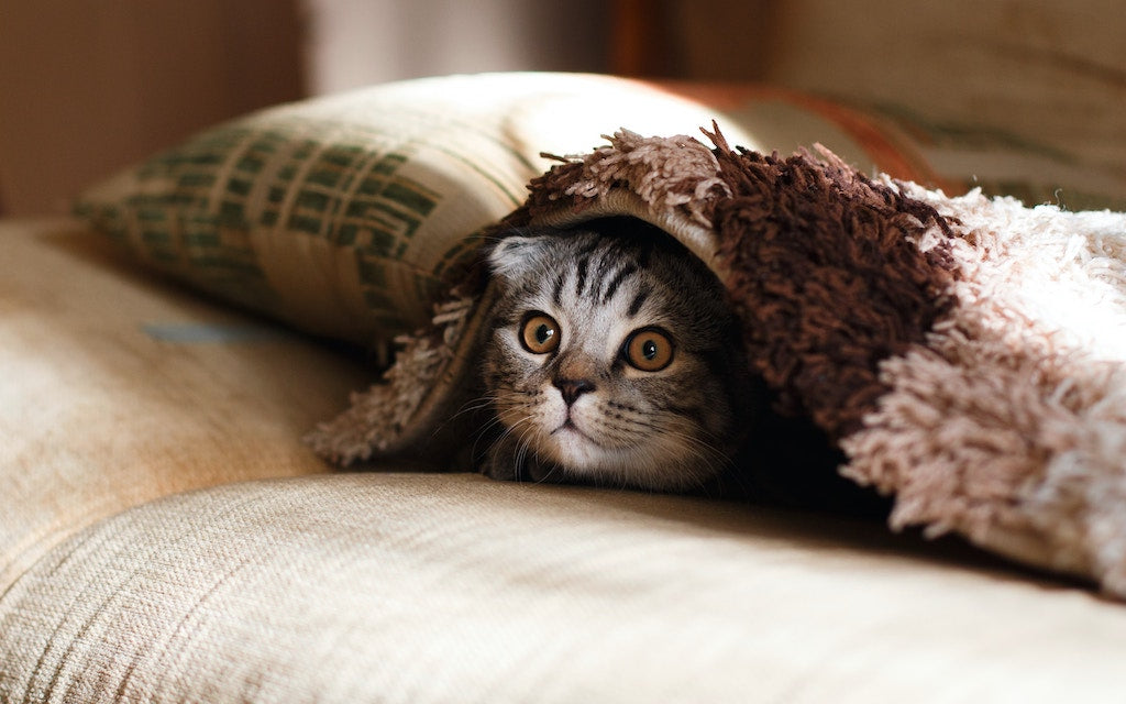 Gale des oreilles du chat : causes, symptômes, traitement