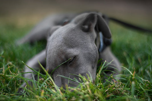 Comment résoudre les problèmes de peau du chien ?