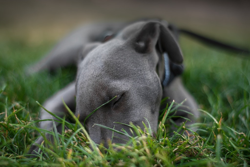Comment résoudre les problèmes de peau du chien ?