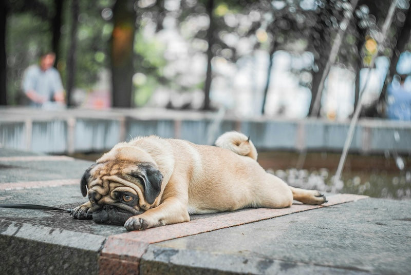 Comment soigner une entorse chez le chien ?