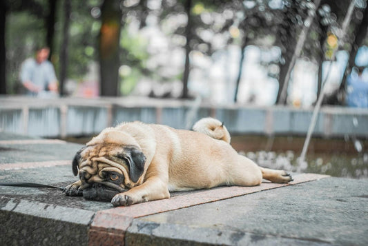 Comment soigner une entorse chez le chien ?