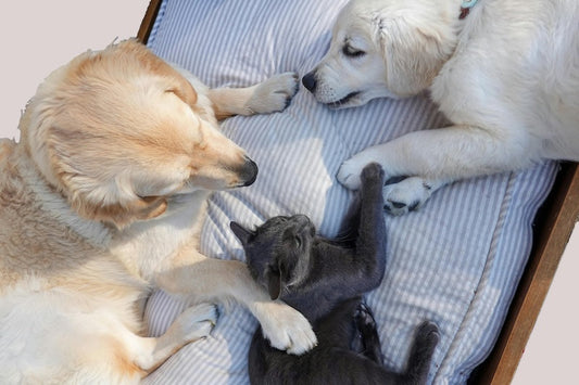 Prendre soin des dents de son chien et de son chat
