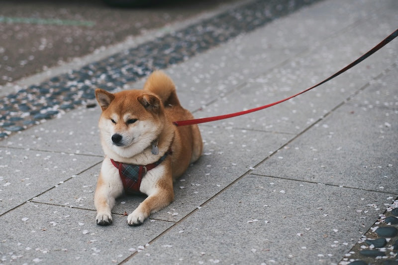 Qu'est-ce que la mue chez le chien ?
