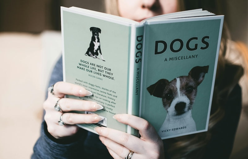 L’éducation coercitive ou positive chez le chien ?