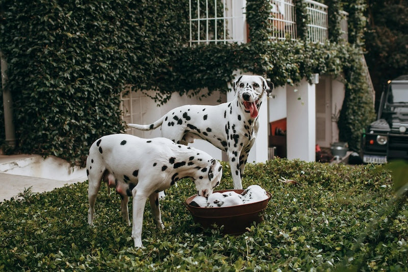 Mon chien se lèche tout le temps : quand faut-il s'inquiéter ?