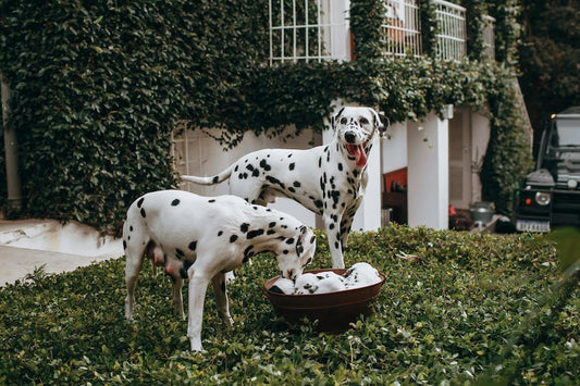 Mon chien se lèche tout le temps : quand faut-il s'inquiéter ?