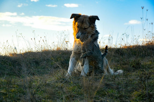 Comment protéger son chien pendant la canicule ? Le guide pratique complet