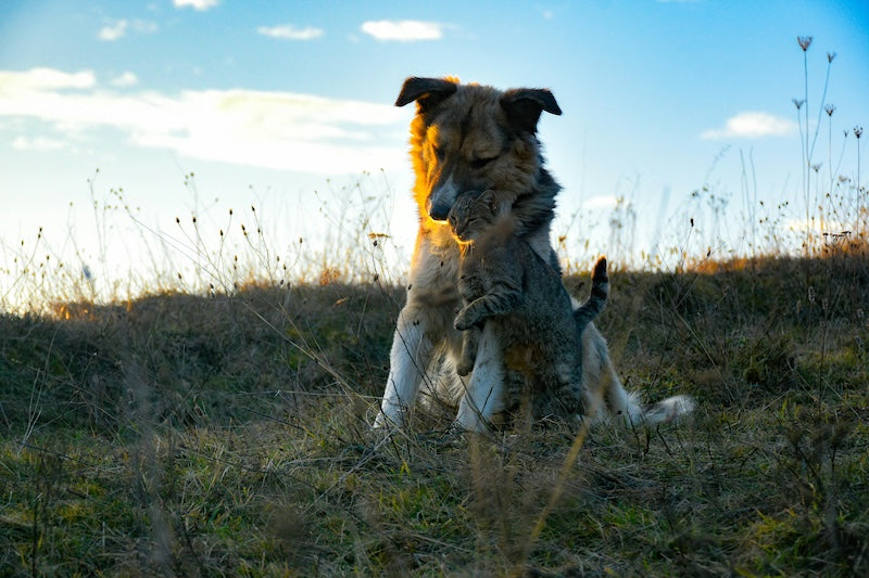 Comment protéger son chien pendant la canicule ? Le guide pratique complet