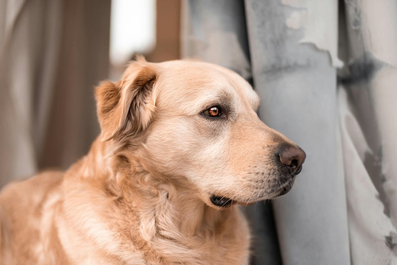Otites chez le chien : comment les soigner
