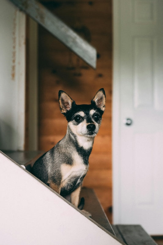 Qu'est-ce que les soins énergétiques pour animaux ?