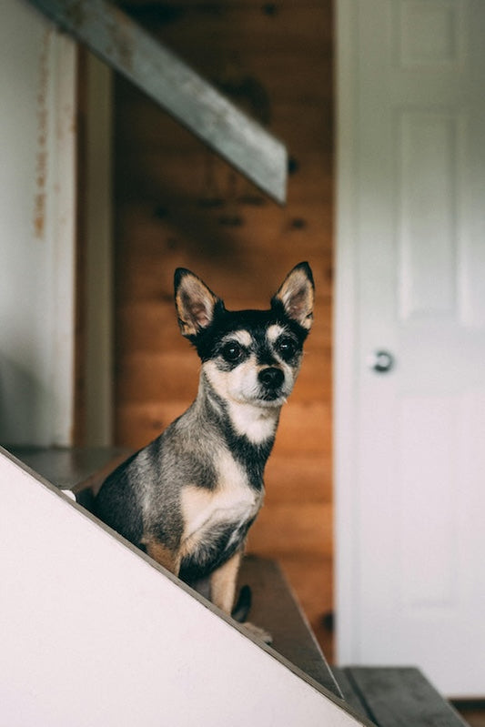 Qu'est-ce que les soins énergétiques pour animaux ?
