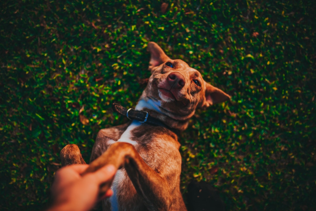 Quels sont les bienfaits du curcuma pour le chien ? 🌶
