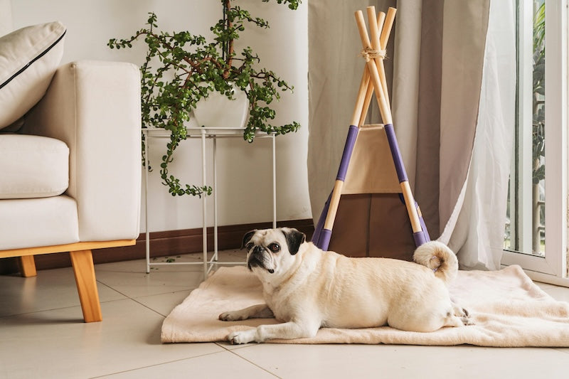Surpoids chez le chien, les causes, risques et solutions naturelles